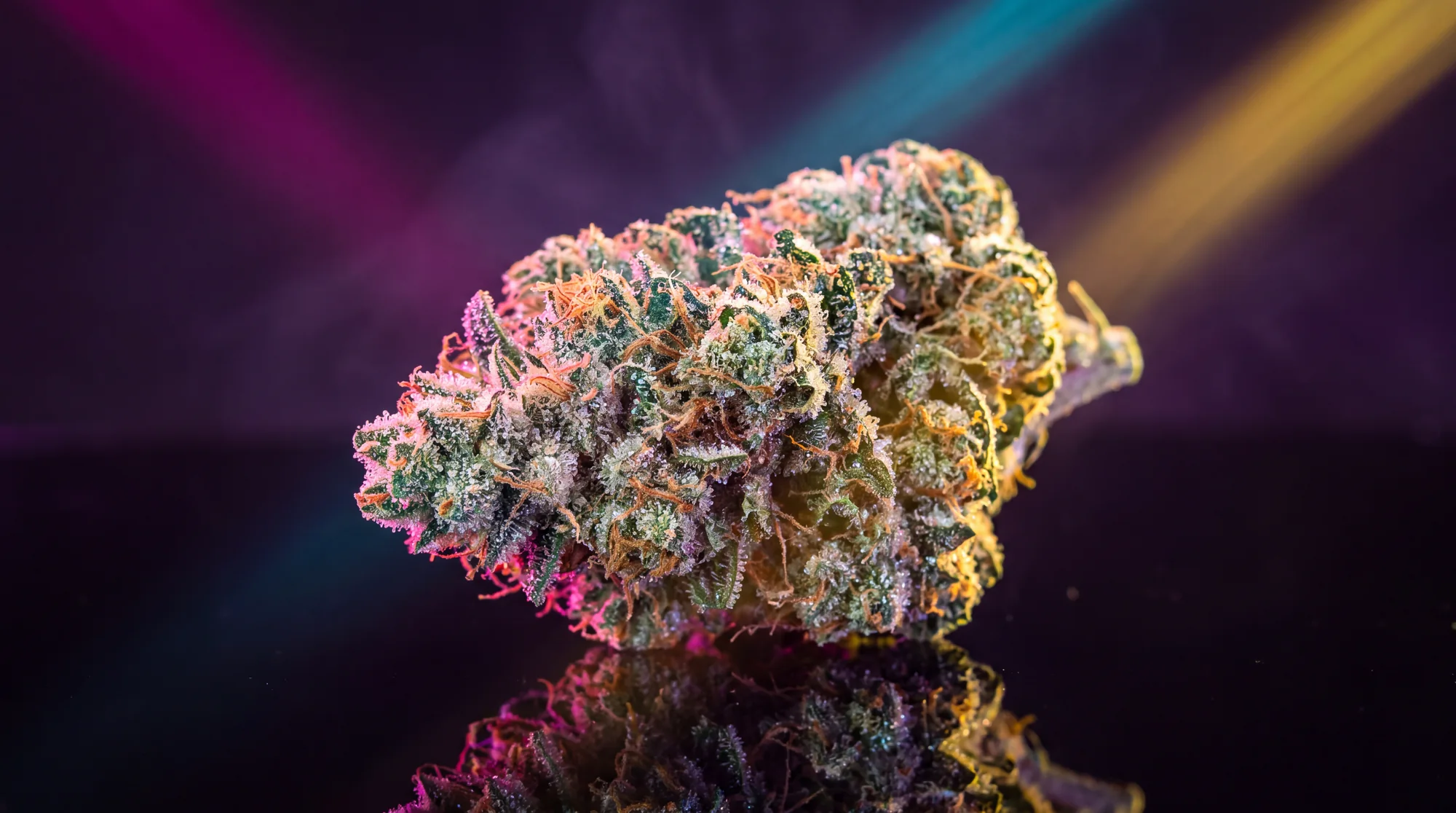 A dense KICKS premium indoor cannabis flower bud, macro, lit in magenta and cyan
