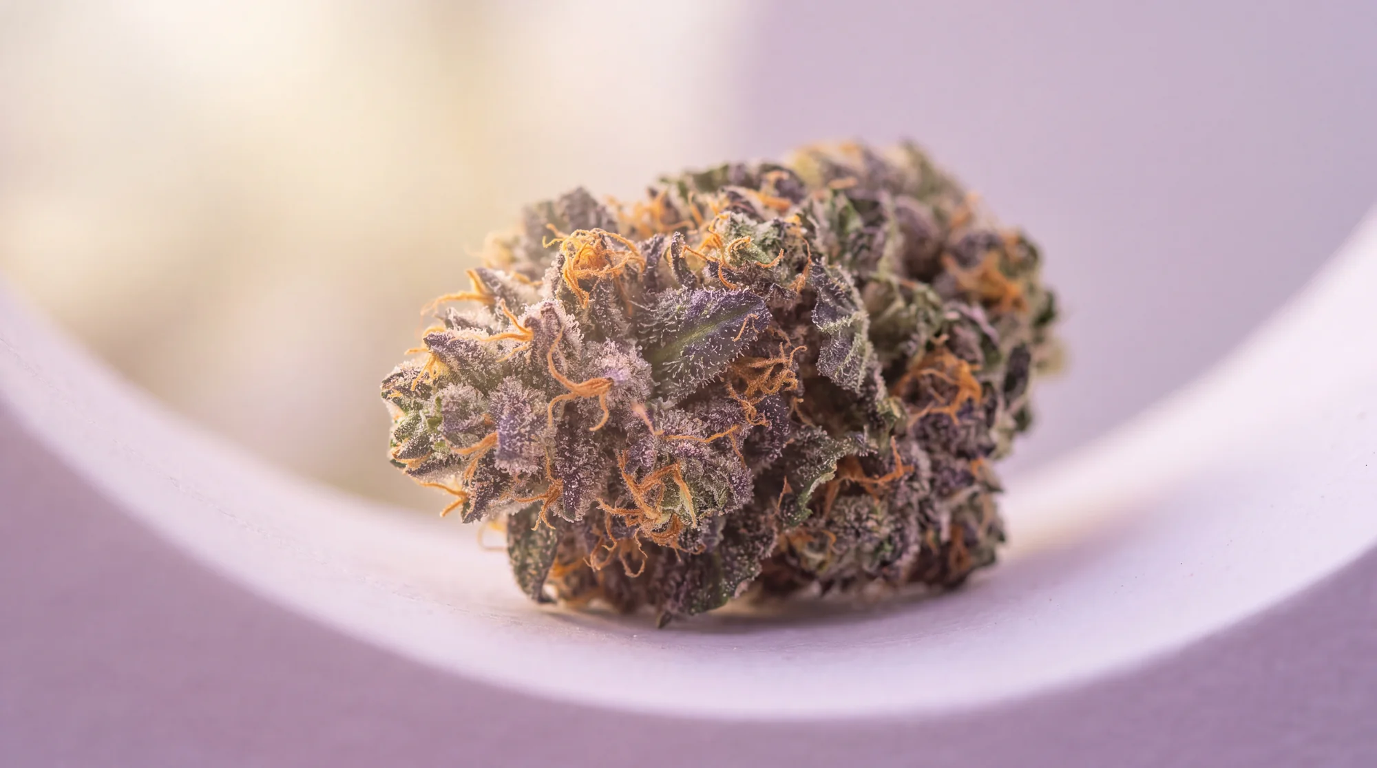 A purple-tipped ZAZA cannabis flower bud in a pale lilac dish, macro, soft light